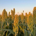 La Unión Agrícola de Avellaneda lidera las exportaciones argentinas de sorgo y se ubica entre las principales agroexportadoras del país