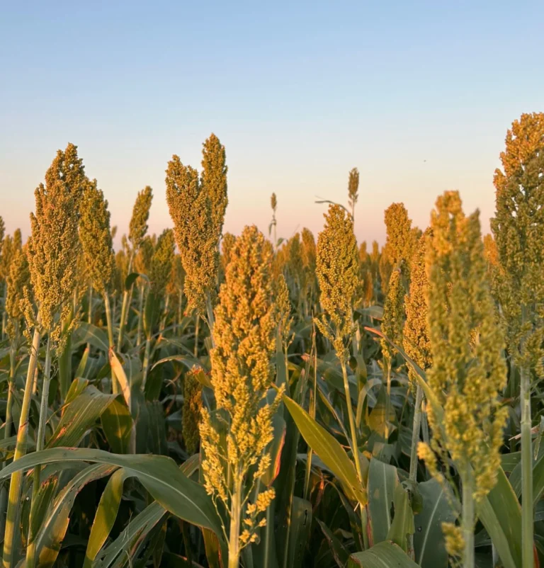 La Unión Agrícola de Avellaneda lidera las exportaciones argentinas de sorgo y se ubica entre las principales agroexportadoras del país