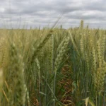 El trigo se acerca al cierre de la siembra y continúa la cosecha de maíz