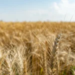 Trigo: se confirma la recuperación del mercado y mejora la posición diciembre