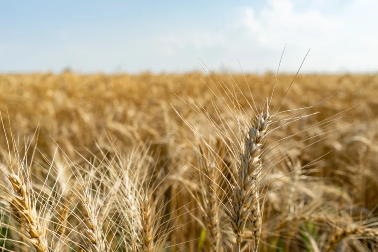 Trigo: se confirma la recuperación del mercado y mejora la posición diciembre