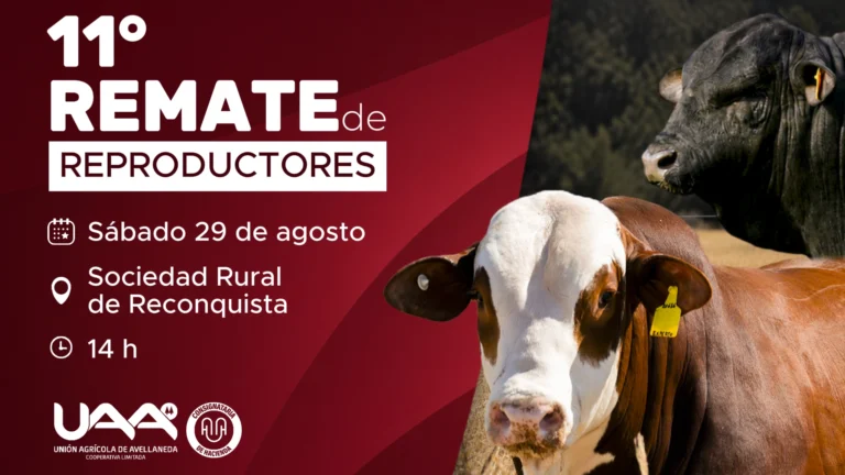 La UAA realizará su 11° Remate Anual de Reproductores en la Sociedad Rural de Reconquista