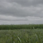 Más lluvias en algunas regiones y temperaturas elevadas en el norte: El Niño, en el horizonte