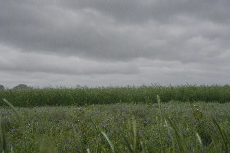 Más lluvias en algunas regiones y temperaturas elevadas en el norte: El Niño, en el horizonte