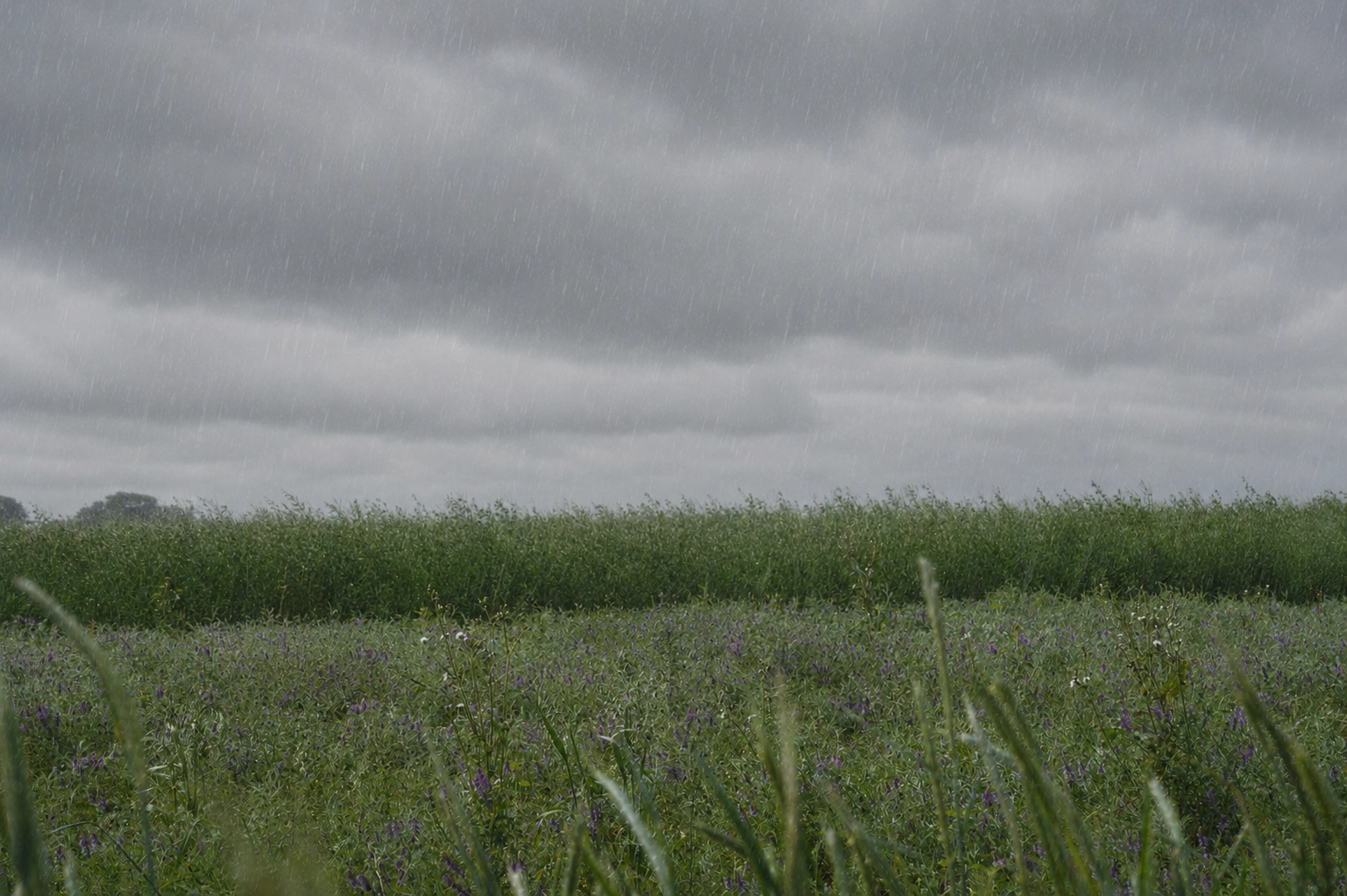 Lee más sobre el artículo Más lluvias en algunas regiones y temperaturas elevadas en el norte: El Niño, en el horizonte