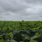 PRONÓSTICO DE HELADAS Y LLUVIAS