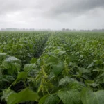 Pronóstico de heladas y lluvias