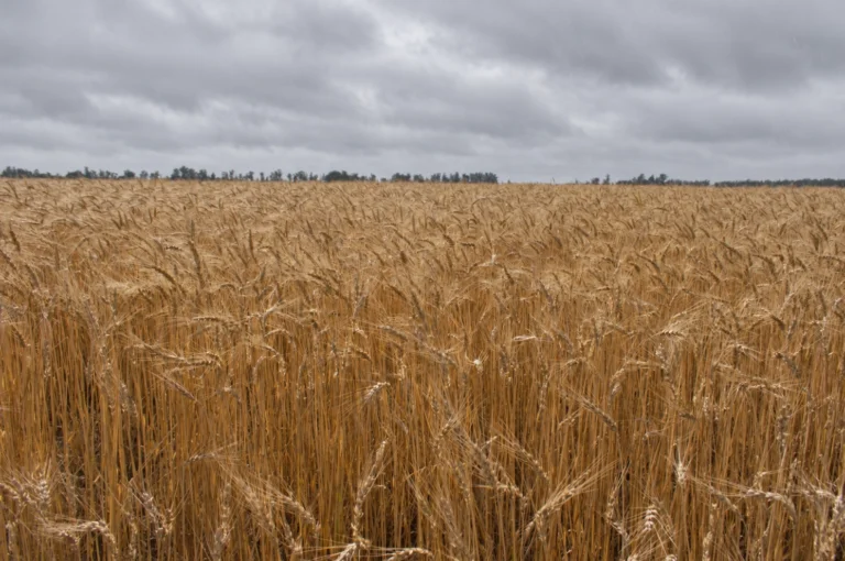 Bajas temperaturas en la región núcleo: cómo evolucionan el trigo, el maíz y la siembra de soja
